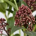 Skimmia japonica 'Rubella'