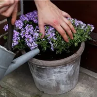 Eisenkraut - Einpflanzen in ein Gefäß (5).jpg