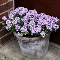 Eisenkraut - Einpflanzen in ein Gefäß (6).jpg